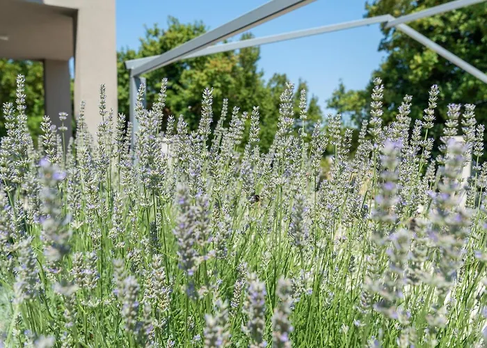 Villa Stoje Svetvinčenat